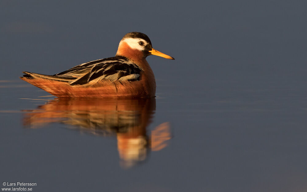 Phalarope à bec large