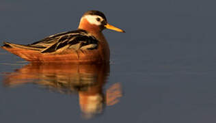 Phalarope à bec large