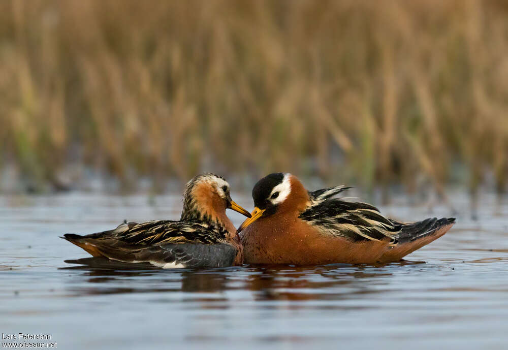 Phalarope à bec largeadulte nuptial, pigmentation, Comportement