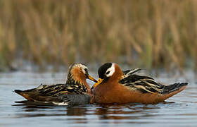 Red Phalarope