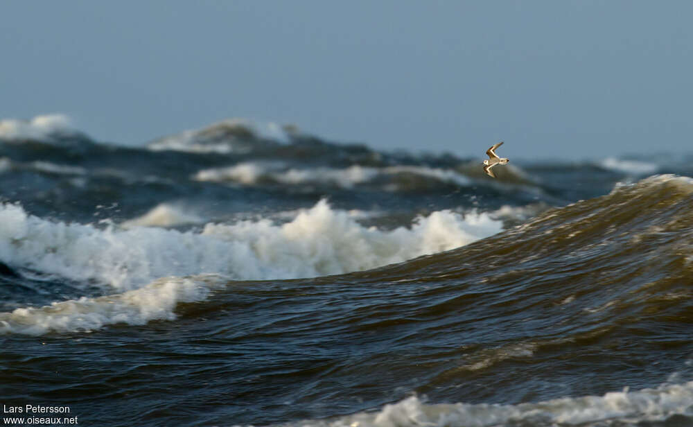 Phalarope à bec largeadulte, habitat, Vol, Comportement