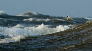 Phalarope à bec large