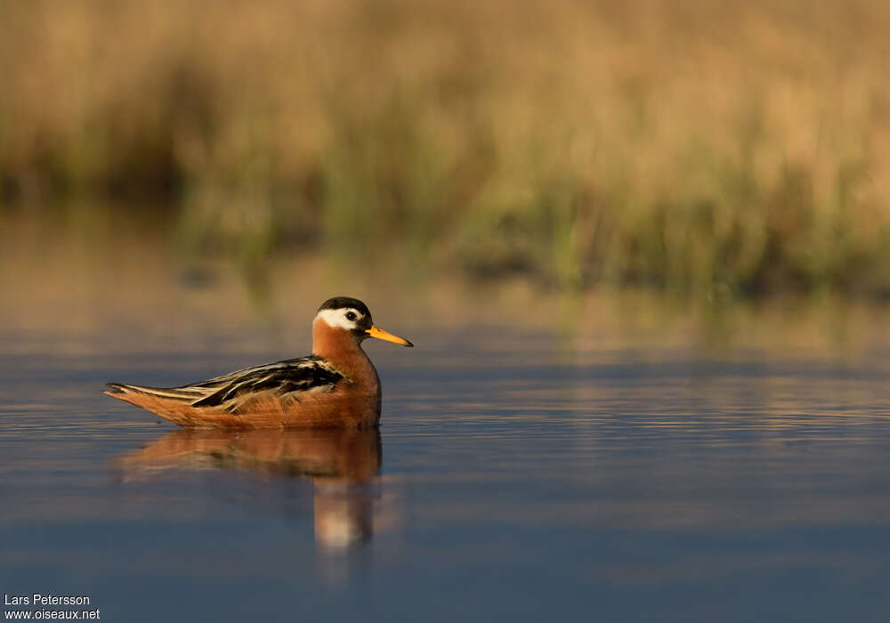 Phalarope à bec large femelle adulte, identification