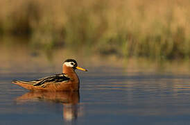 Red Phalarope