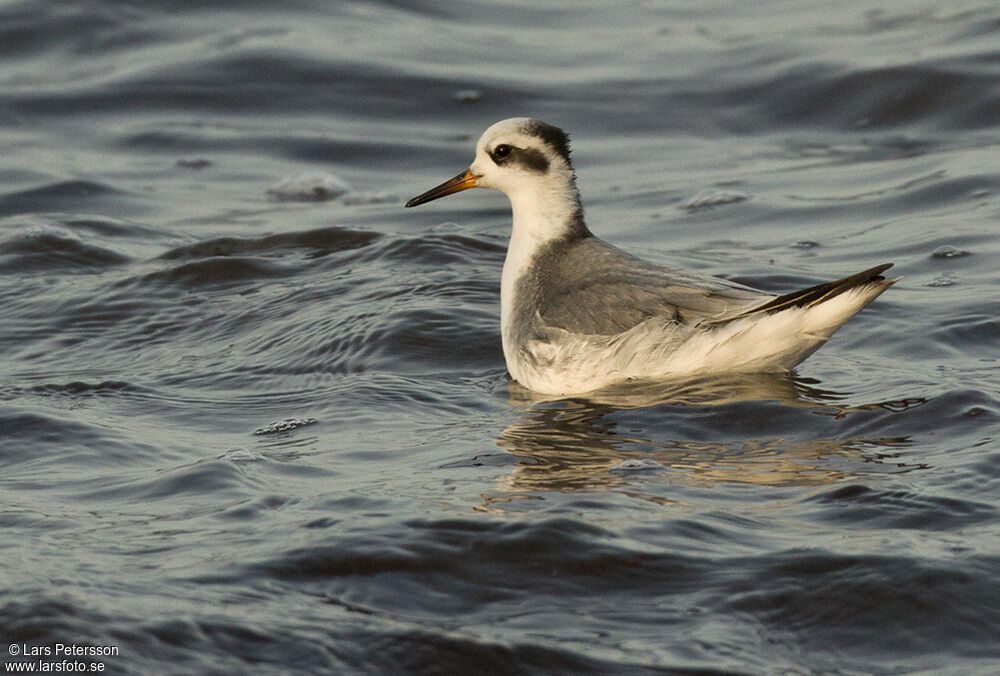 Phalarope à bec large