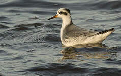 Phalarope à bec large