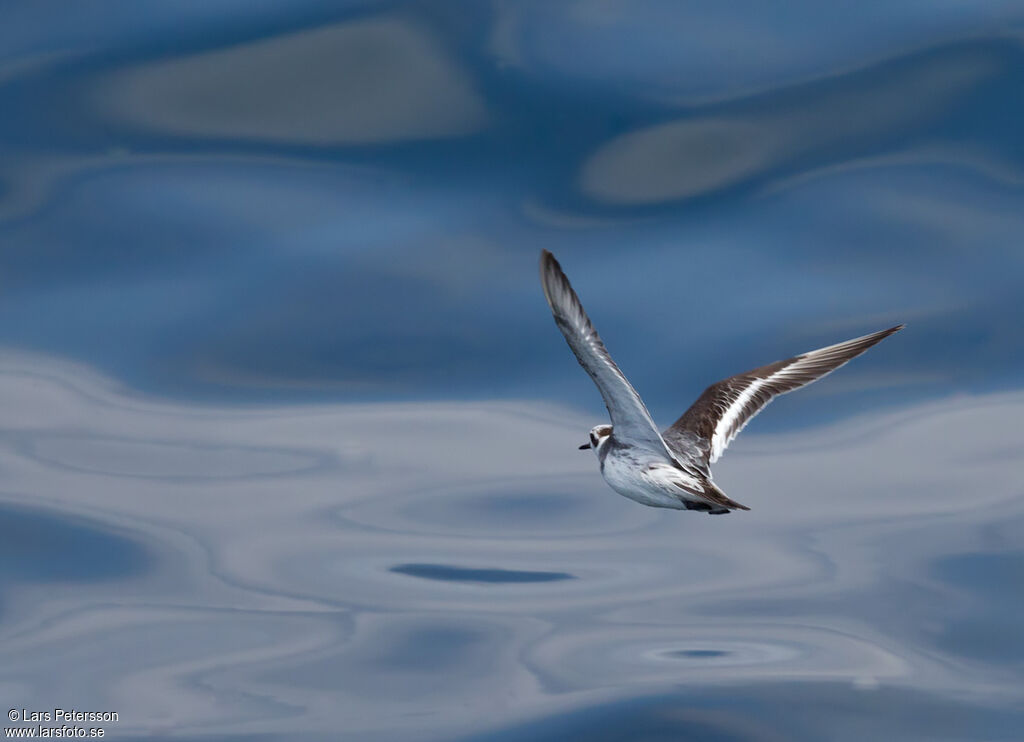 Phalarope à bec large