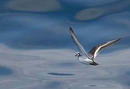 Phalarope à bec large