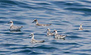 Phalarope à bec large