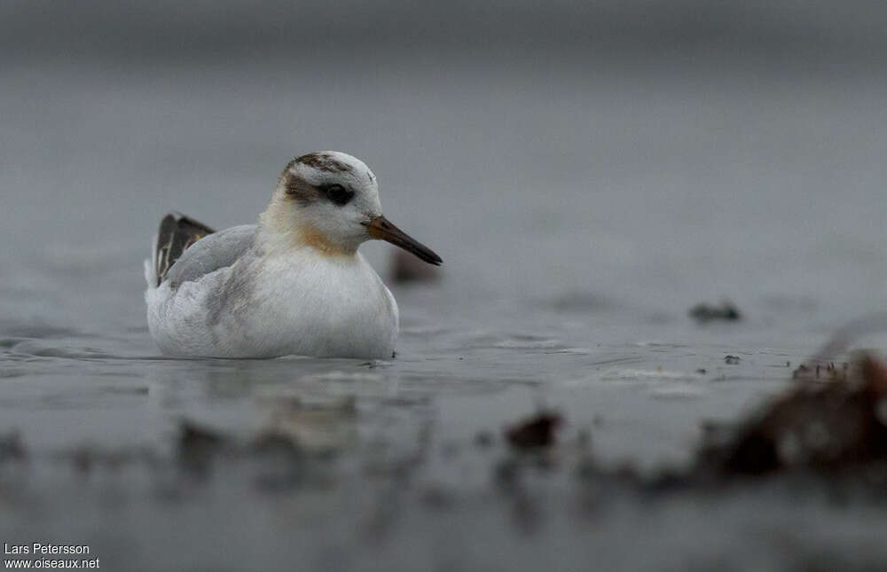 Phalarope à bec large1ère année, portrait