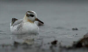 Phalarope à bec large