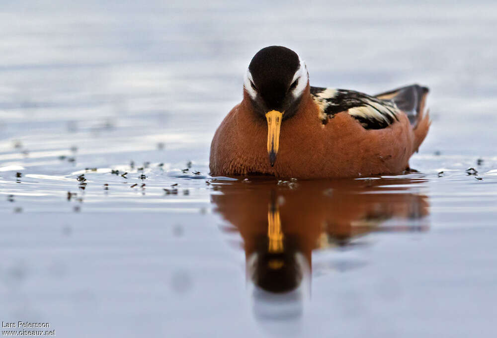 Red Phalarope female adult, close-up portrait