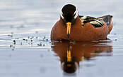 Phalarope à bec large