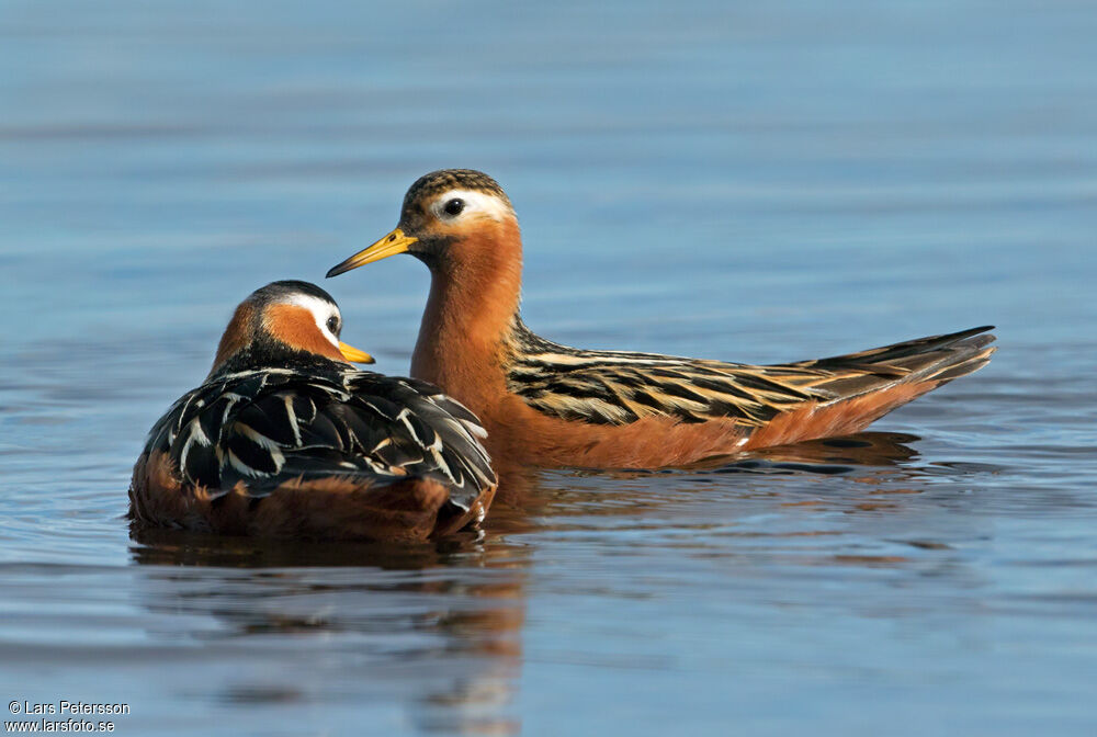 Red Phalarope