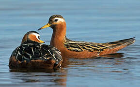 Red Phalarope