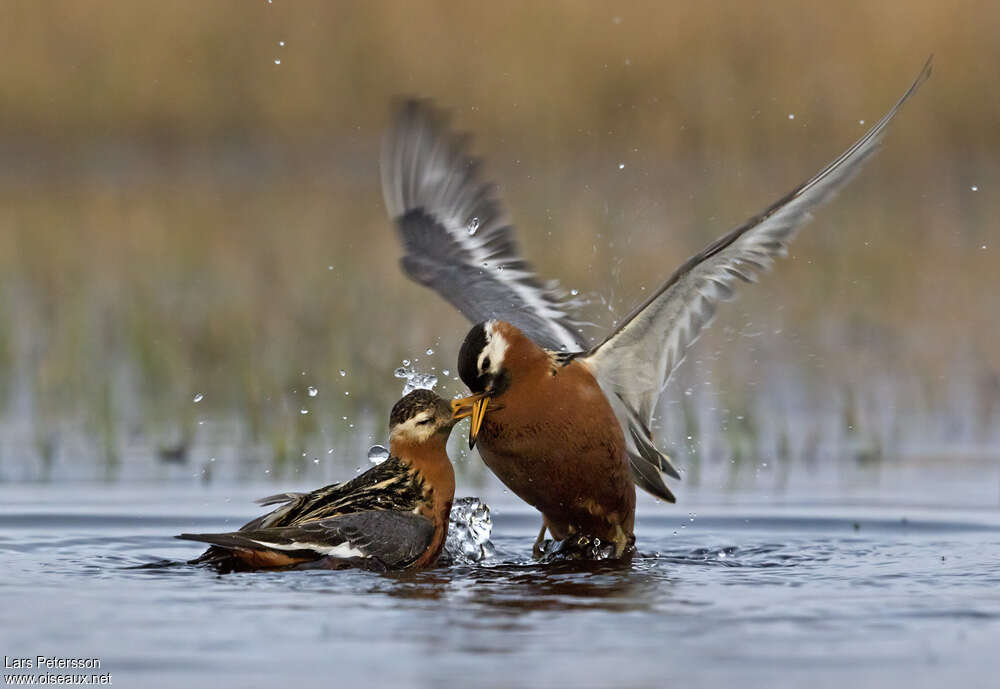 Phalarope à bec largeadulte, pigmentation, parade