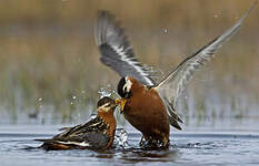 Phalarope à bec large