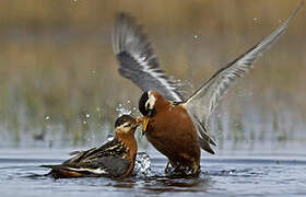 Red Phalarope