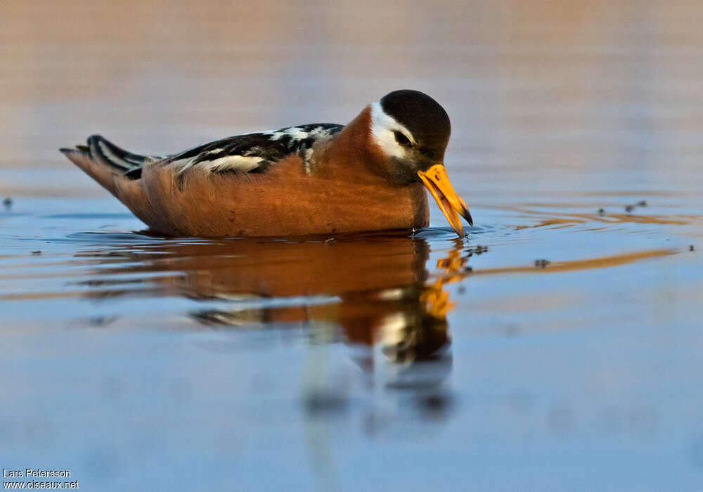 Phalarope à bec large femelle adulte nuptial, pigmentation, régime, pêche/chasse