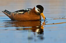 Phalarope à bec large