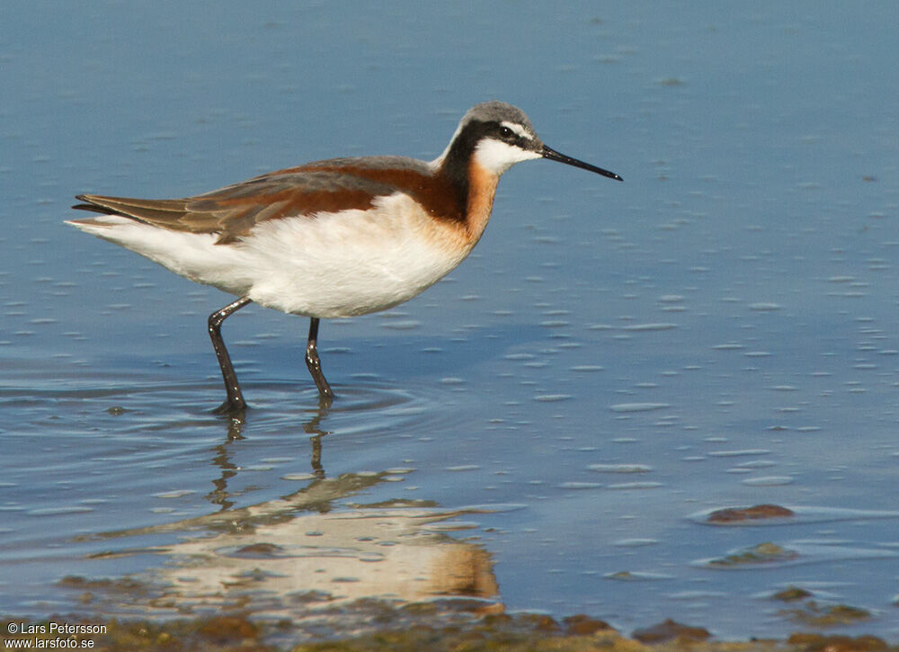 Wilson's Phalarope