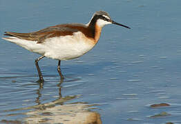 Phalarope de Wilson