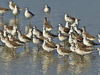 Phalarope de Wilson