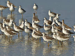 Wilson's Phalarope