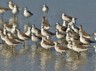 Phalarope de Wilson