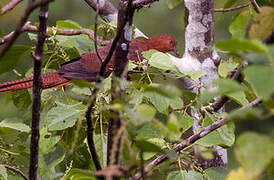 Bar-tailed Cuckoo-Dove