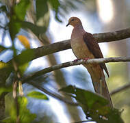 Amboyna Cuckoo-Dove