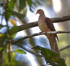 Phasianelle d'Amboine