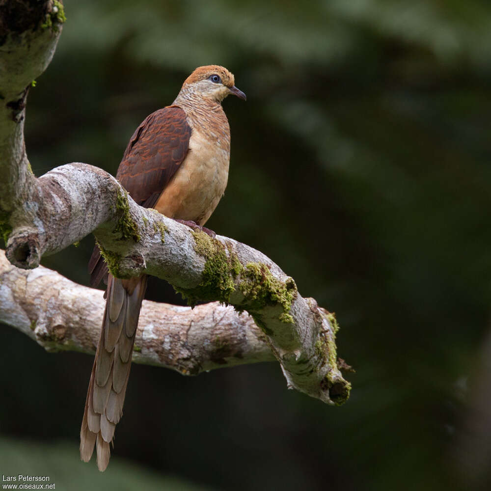 Amboyna Cuckoo-Doveadult, identification