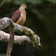 Amboyna Cuckoo-Dove