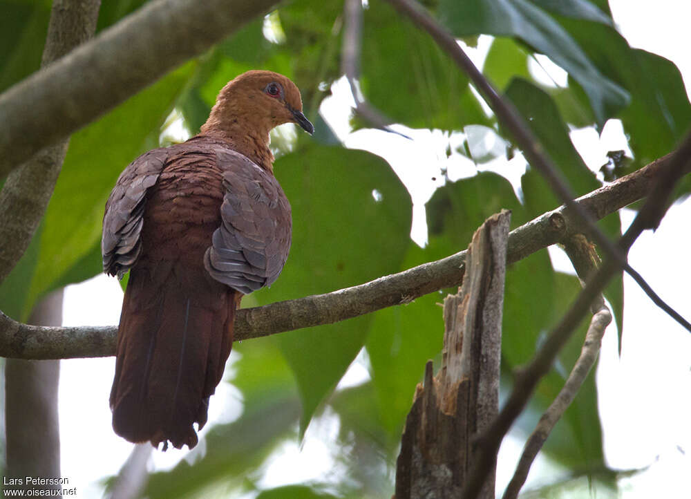 MacKinlay's Cuckoo-Dove