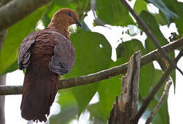 MacKinlay's Cuckoo-Dove