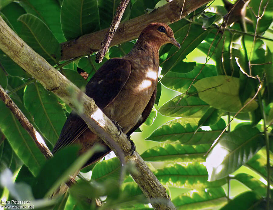 Andaman Cuckoo-Dove