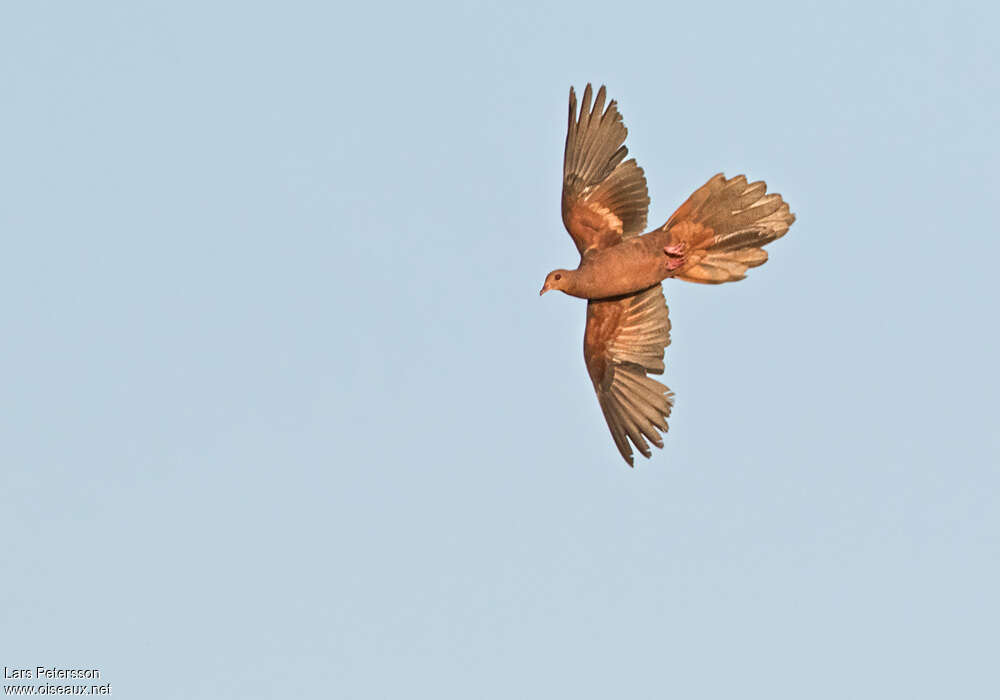 Philippine Cuckoo-Dove