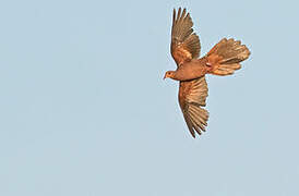 Philippine Cuckoo-Dove