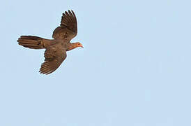 Philippine Cuckoo-Dove