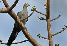 Black Cuckoo-Dove