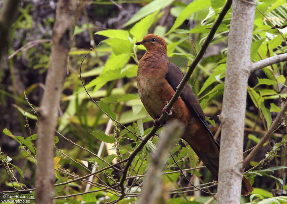 Ruddy Cuckoo-Dove