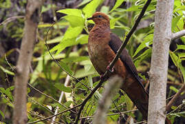 Ruddy Cuckoo-Dove