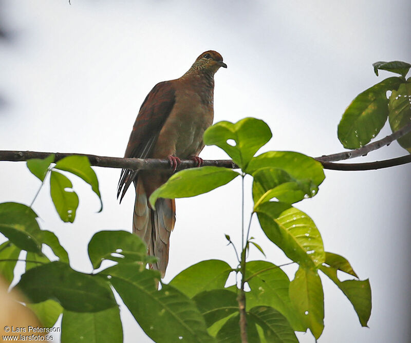 Sultan's Cuckoo-Dove