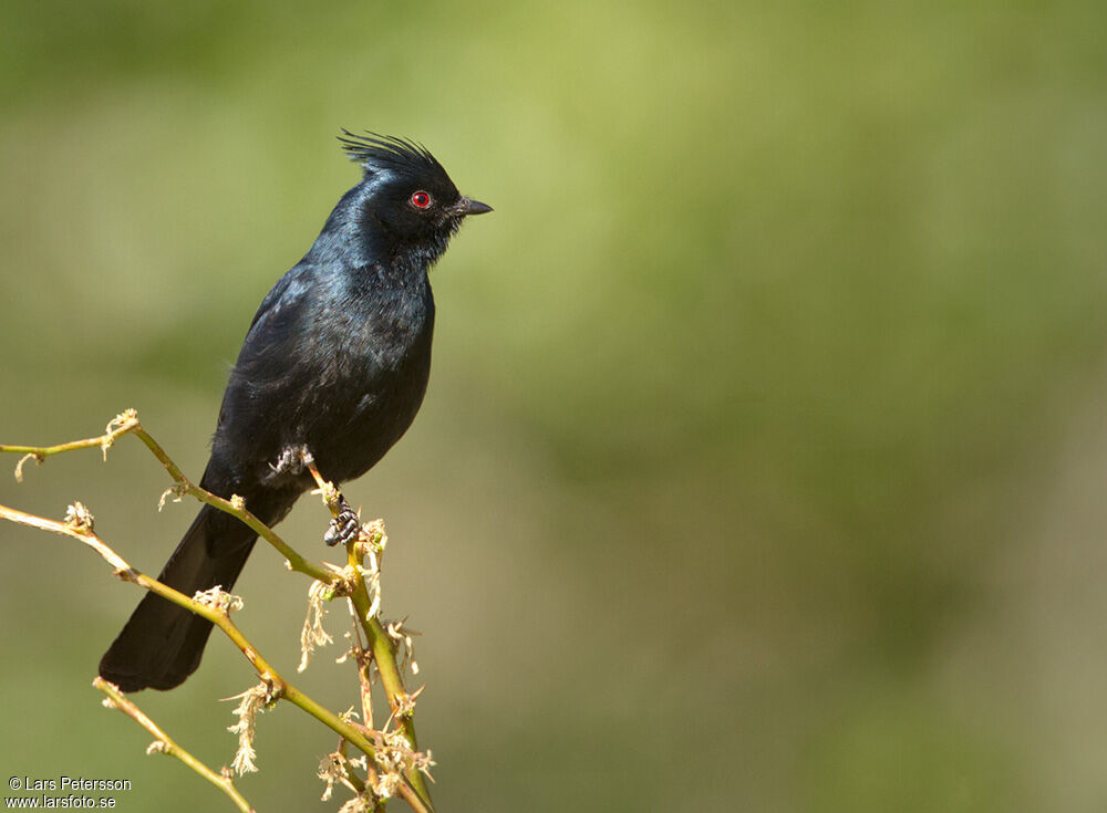 Phainopepla