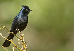 Phainopepla