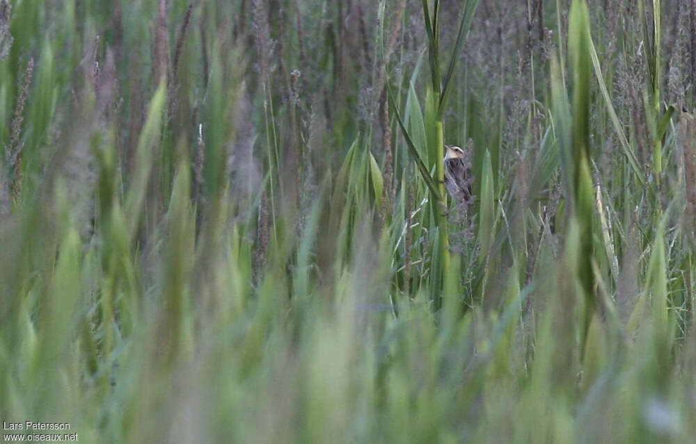 Phragmite aquatiqueadulte, habitat