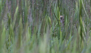 Aquatic Warbler