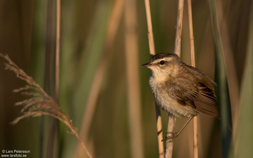 Phragmite des joncs