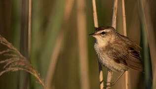 Sedge Warbler